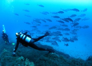 diving isola del giglio giglionews