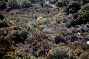 abbruciamenti legge isola del giglio giglionews