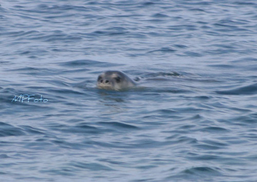 foca monaca isola del giglio giglionews