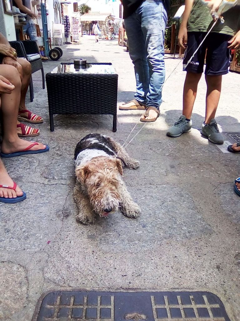 cane trovato isola del giglio porto giglionews