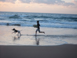 cani animali spiaggia autobus isola del giglio giglionews