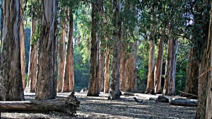 taglio eucalyptus capomarino cannelle isola del giglio giglionews