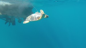 tartaruga go go luce arcipelago toscano isola del giglio giglionews
