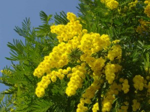 mimosa festa donna isola del giglio giglionews