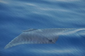 oceanomare diavoli isola del giglio giglionews