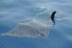 oceanomare diavoli isola del giglio giglionews