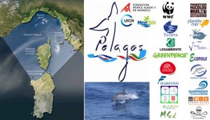 santuario cetacei pelagos isola del giglio giglionews