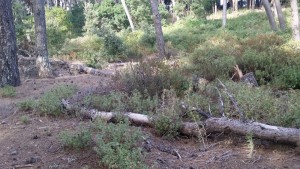 sottobosco forestale isola del giglio giglionews