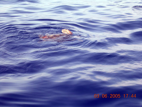 isola del giglio tartaruga