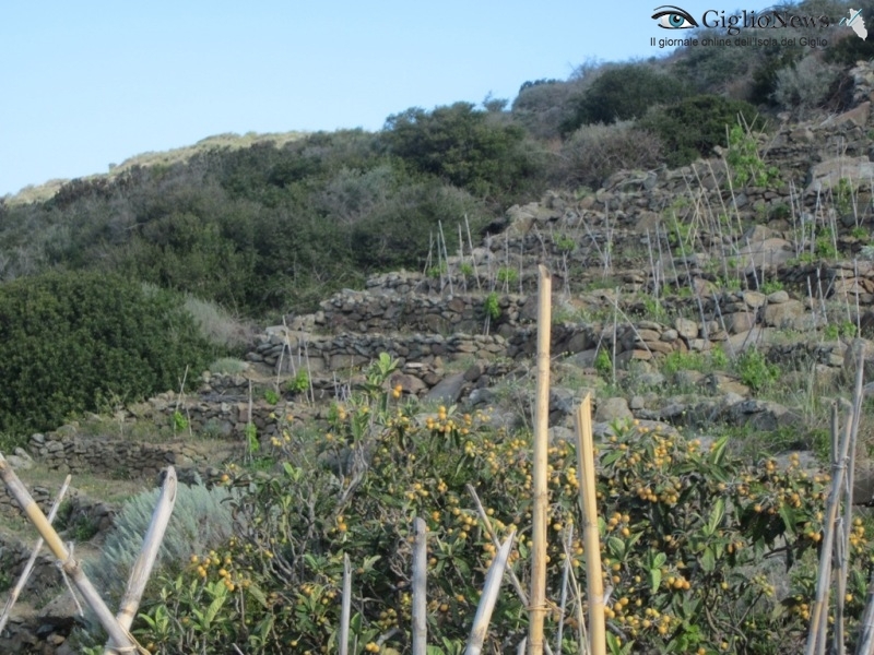 vignaiolo condannato isola del giglio giglionews