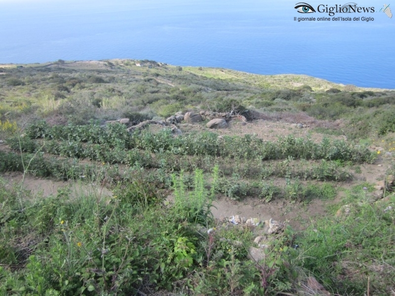 vignaioli eroici camera isola del giglio giglionews