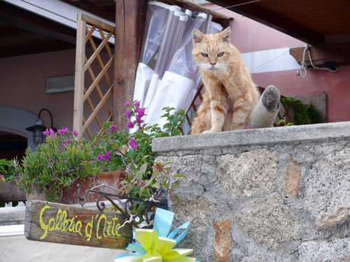 gatti isola del giglio giglionews