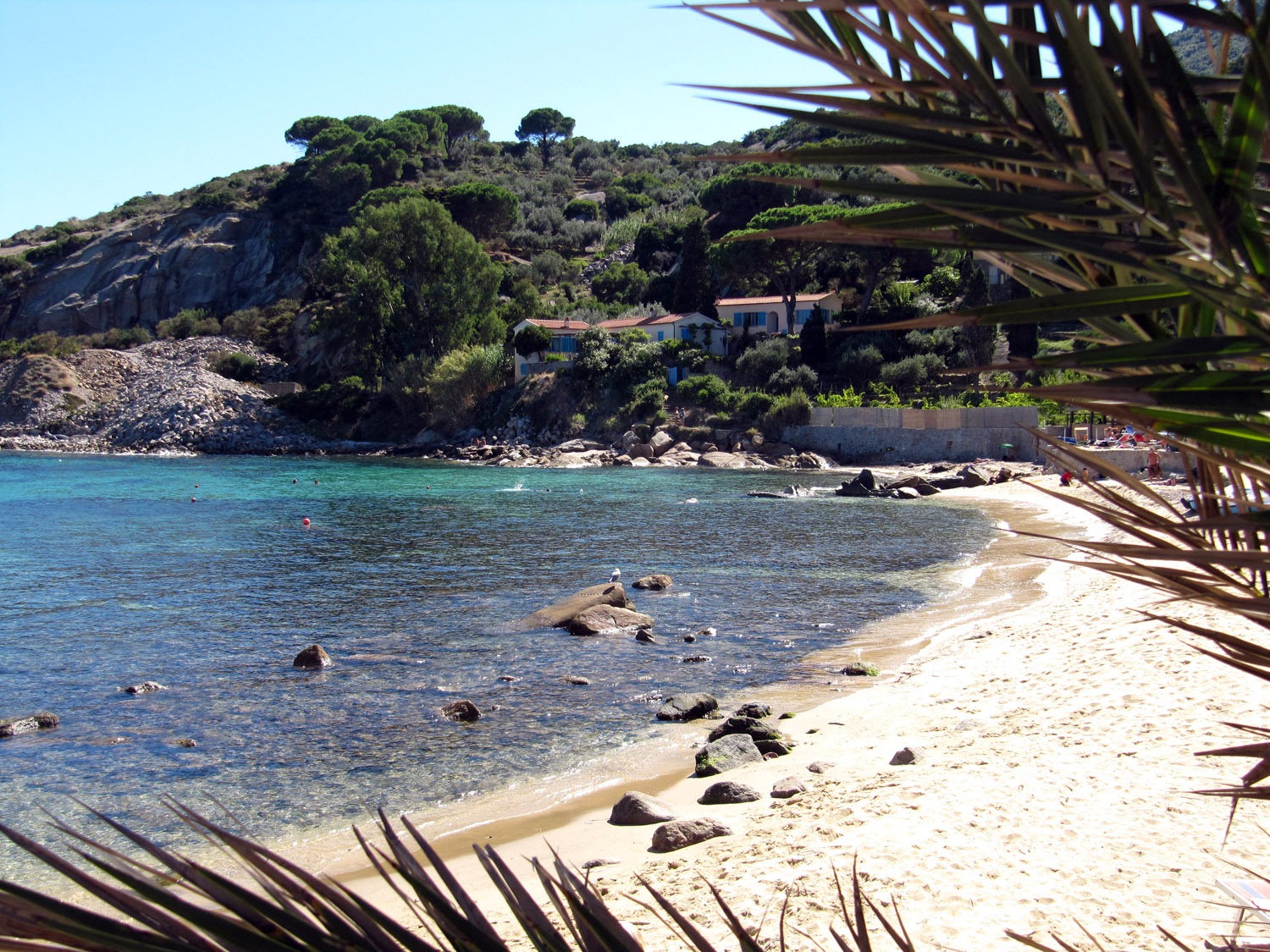 Stanley Sheinbaum arenella isola del giglio giglionews