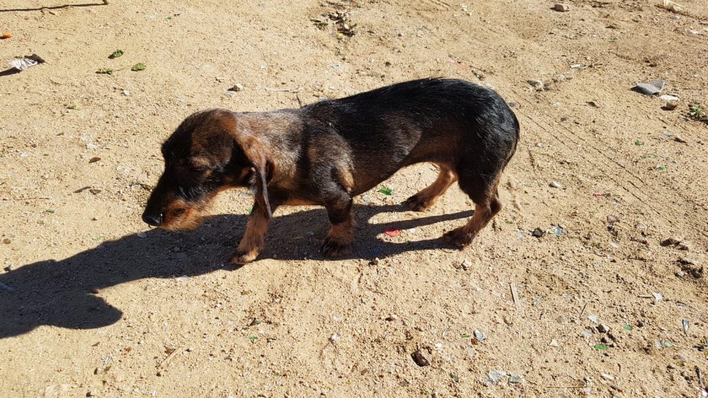 cane smarrito isola del giglio giglionews