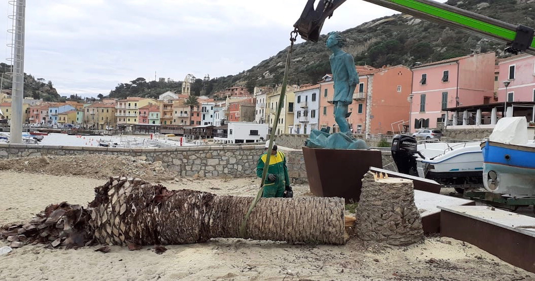 abbattimento palme isola del giglio porto giglionews