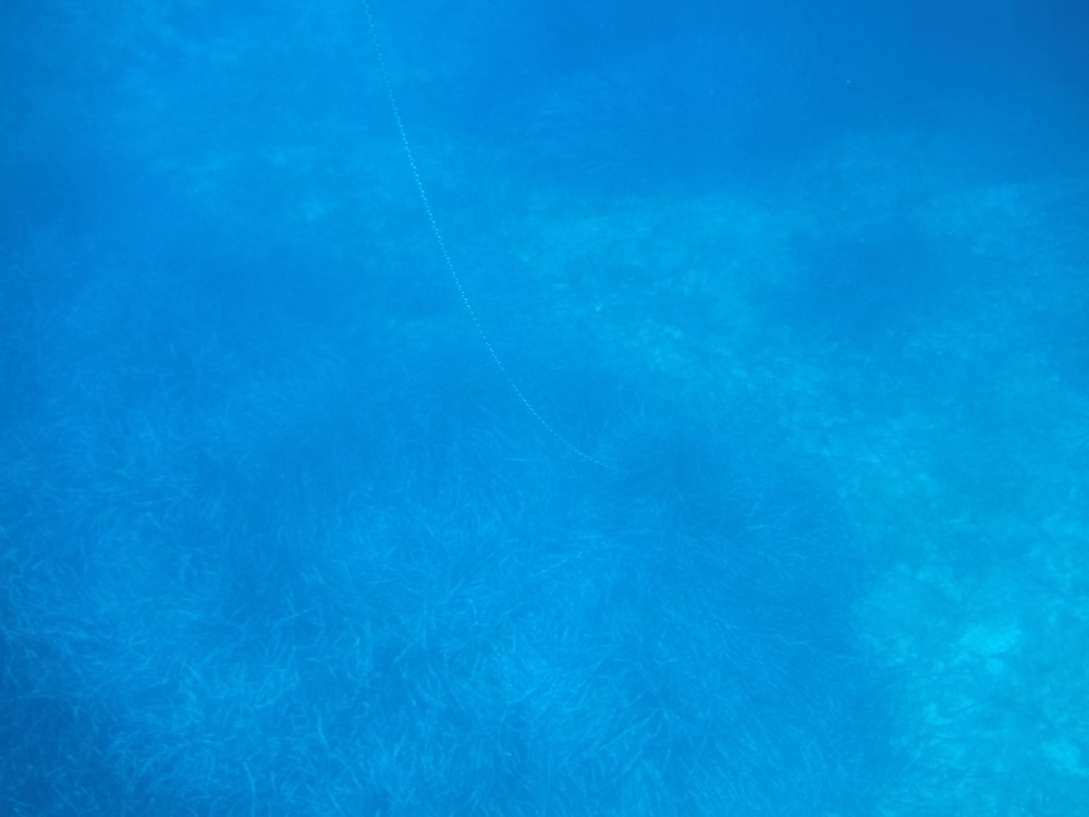 ancora_su_posidonia_1