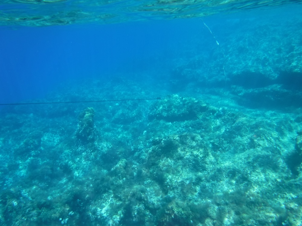 ancora_su_posidonia_2