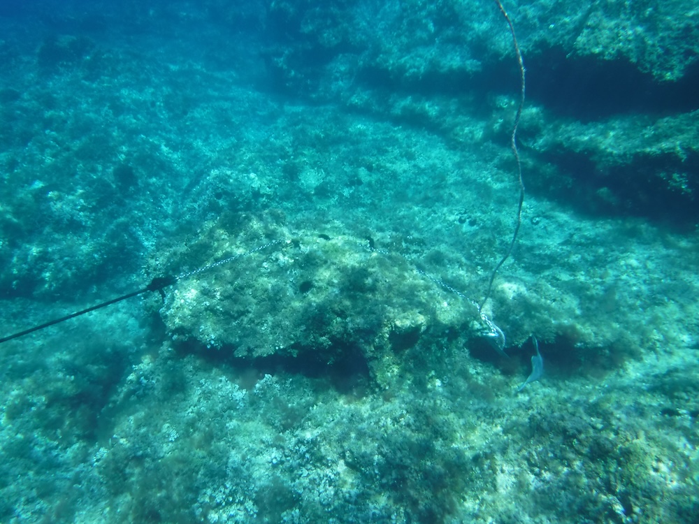 ancora_su_posidonia_3