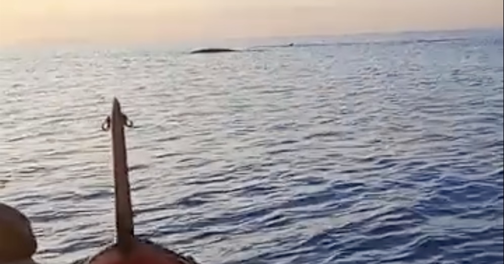 balene giglio campese isola del giglio giglionews