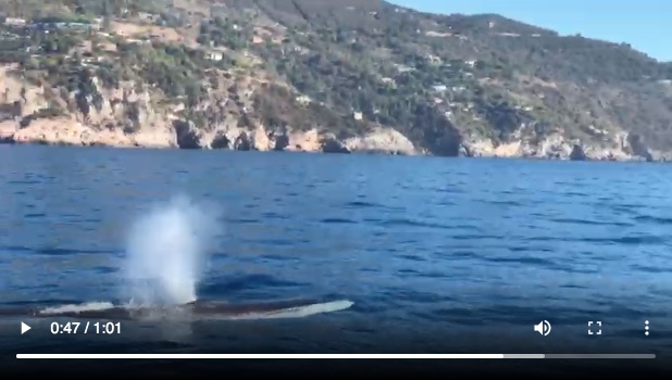 balenottere argentarola argentario isola del giglio giglionews