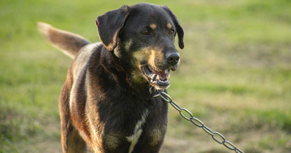 cane catena regione toscana isola del giglio giglionews