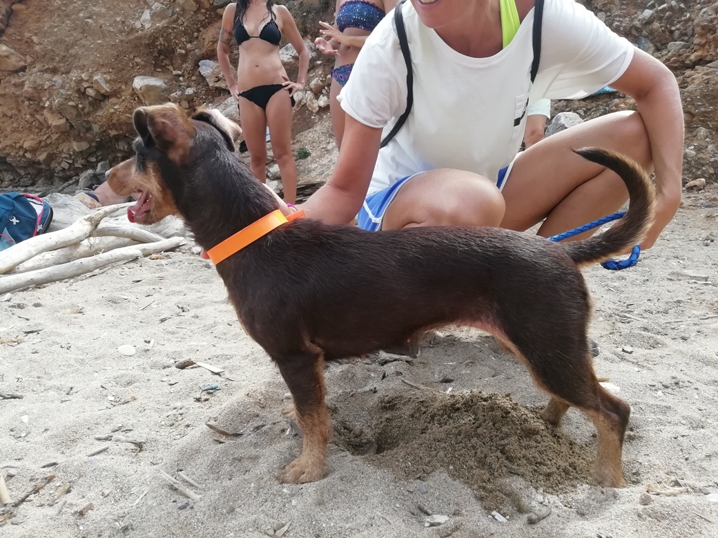 cagnolino cane smarrimento isola del giglio campese giglionews