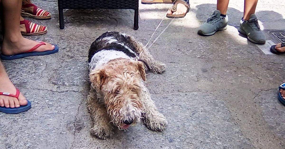 cane trovato isola del giglio porto giglionews