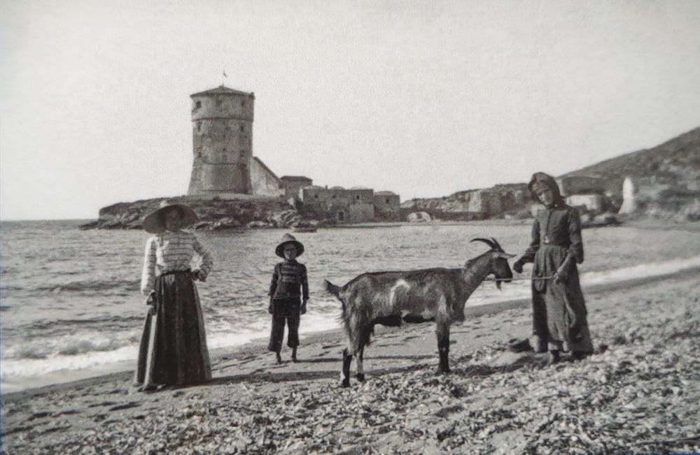 capra spiaggia campese mostra de albertis isola del giglio giglionews