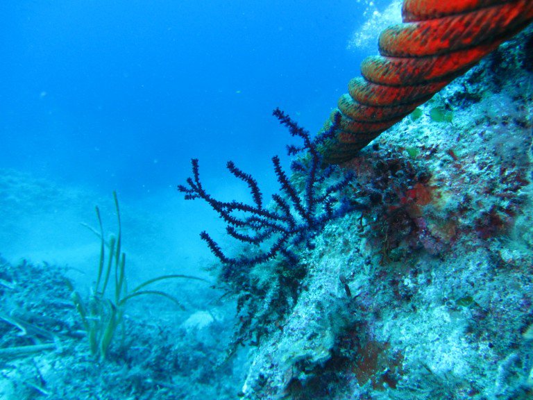 spettro concordia cavo micoperi 30 isola del giglio giglionews