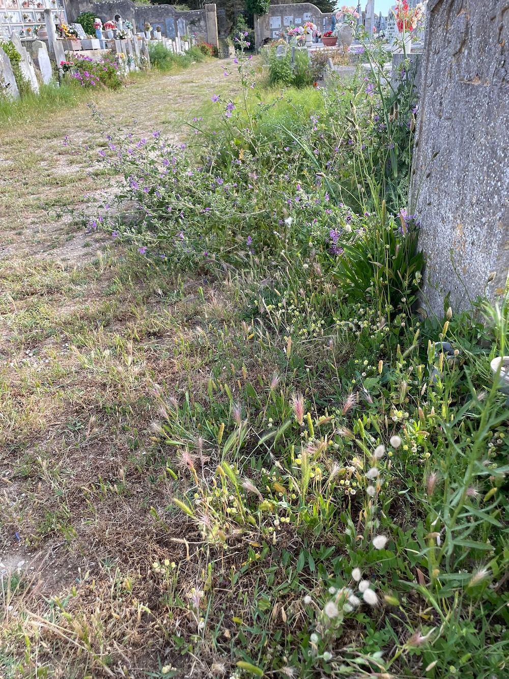 cimitero_castello260526_2