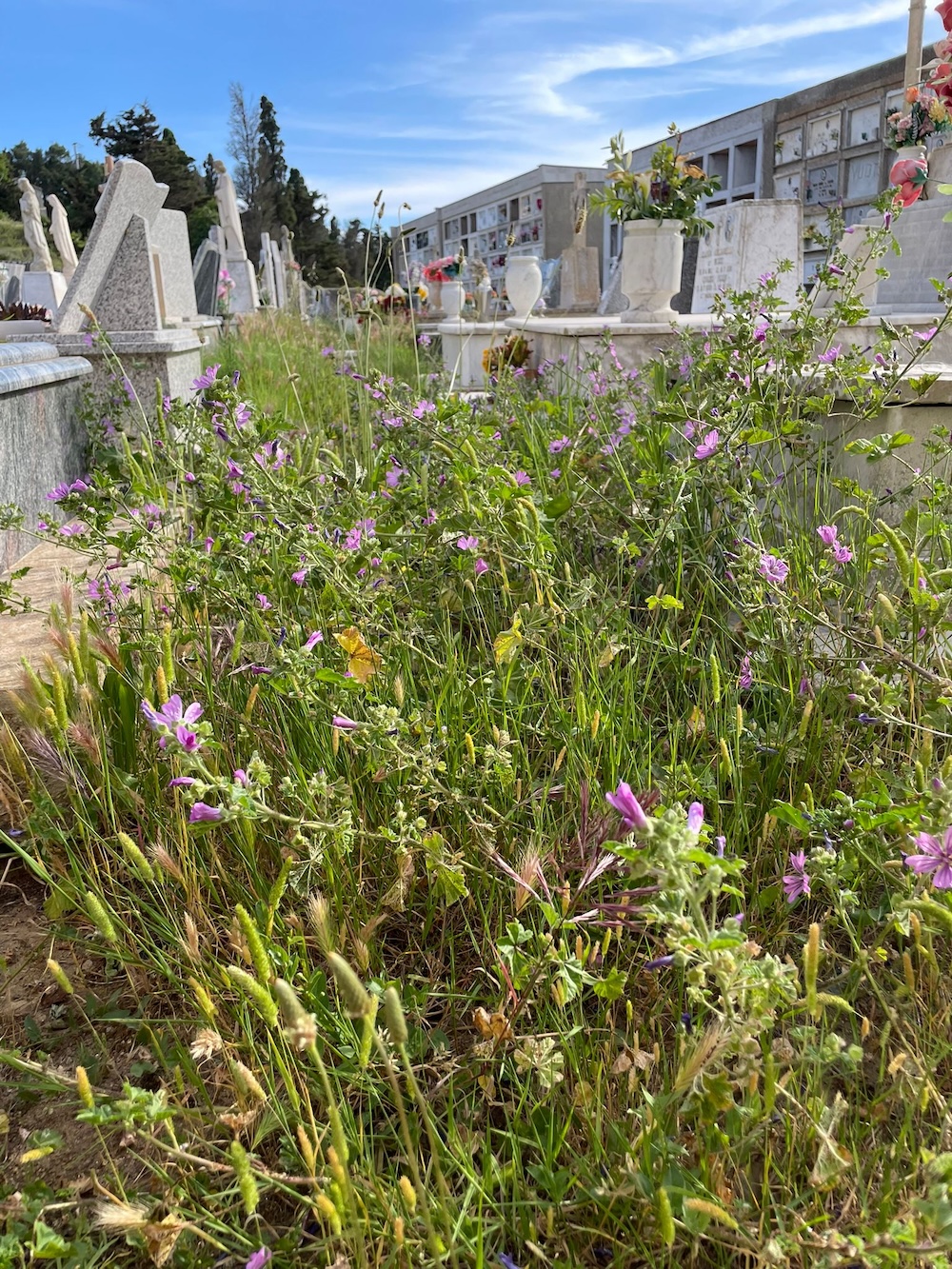 cimitero_castello260526_3
