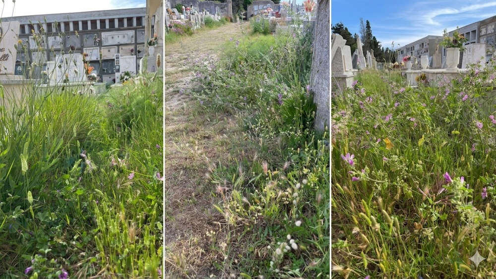 cimitero isola del giglio castello giglionews