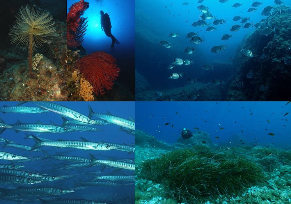 collage foto penco immersioni pianosa parco isola del giglio giglionews