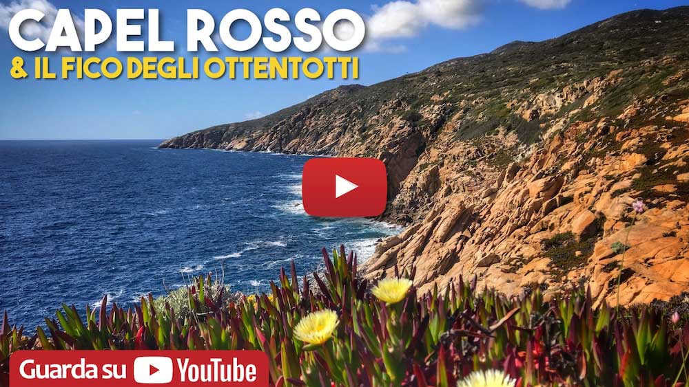 copertina fico ottentotti parco arcipelago toscano isola del giglio giglionews