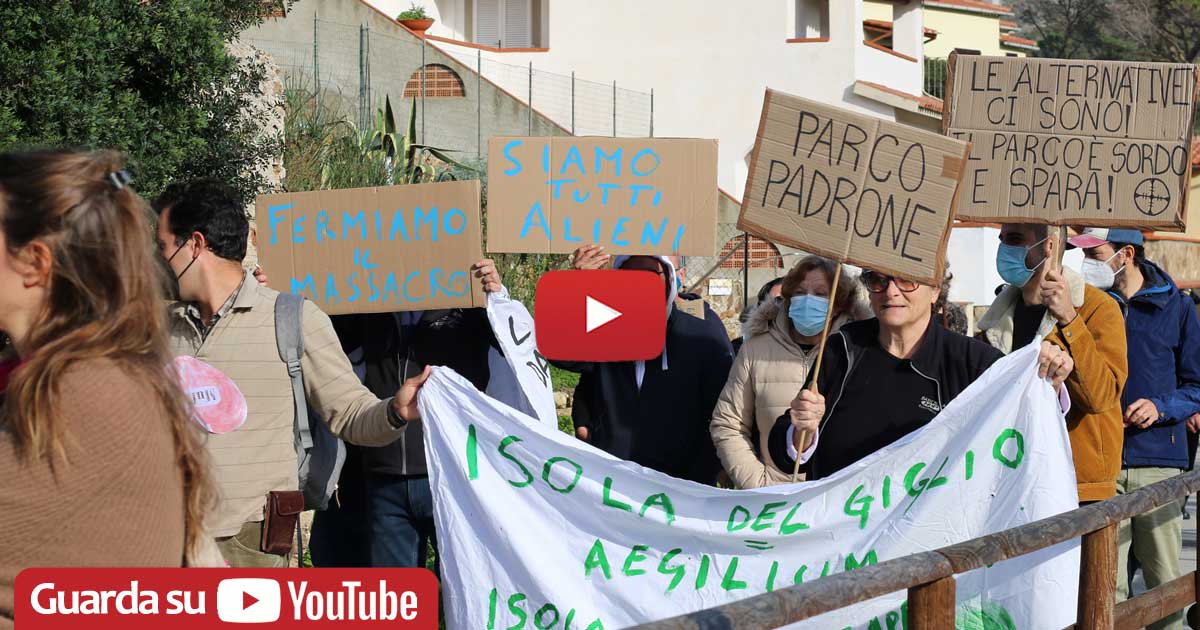 copertina gigliesi per mufloni isola del giglio giglionews