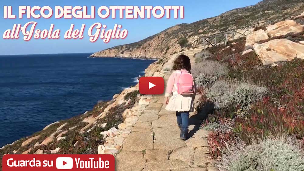 copertina giglionews fico degli ottentotti isola del giglio