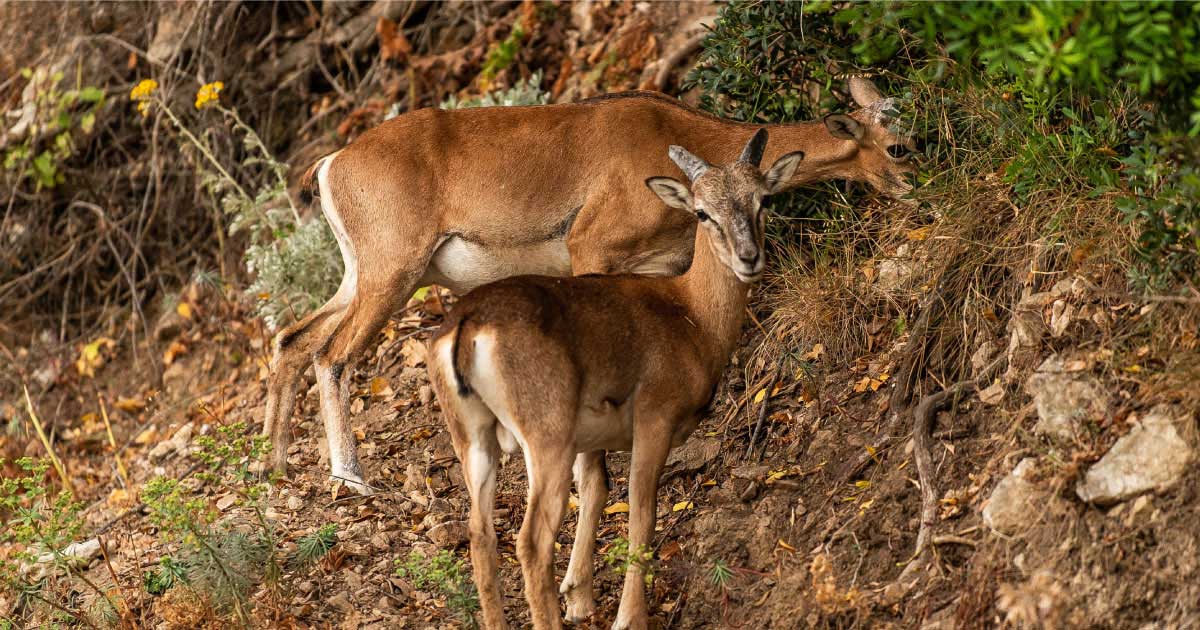 copertina vitadacani mufloni parco arcipelago toscano isola del giglio giglionews