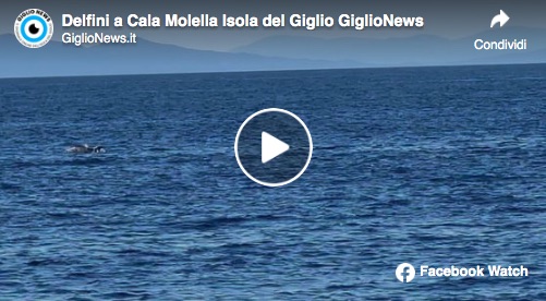delfini cala molella isola del giglio giglionews