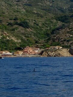 delfini isola del giglio campese giglionews