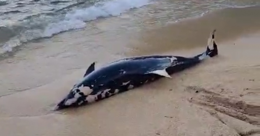 delfino spiaggia caldane isola del giglio giglionews