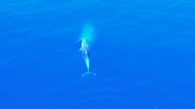 baia delfini video drone stefano de battistis isola del giglio campese giglionews