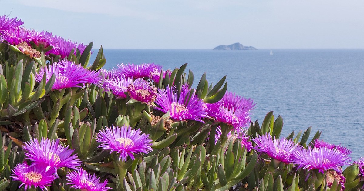 fico ottentotti isola del giglio giglionews