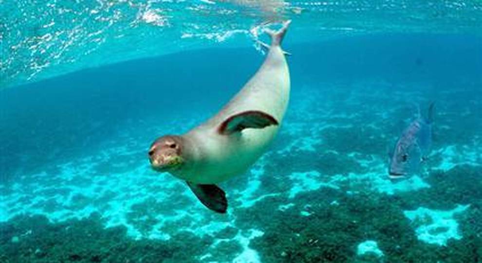 escrementi foca monaca capraia parco arcipelago toscano isola del giglio giglionews