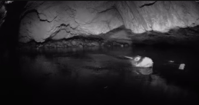 foca monaca capraia parco arcipelago toscano isola del giglio giglionews