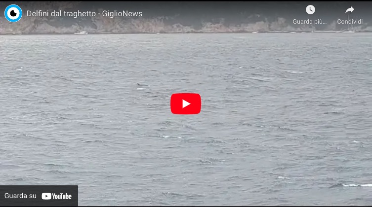 frame video delfini isola del giglio giglionews