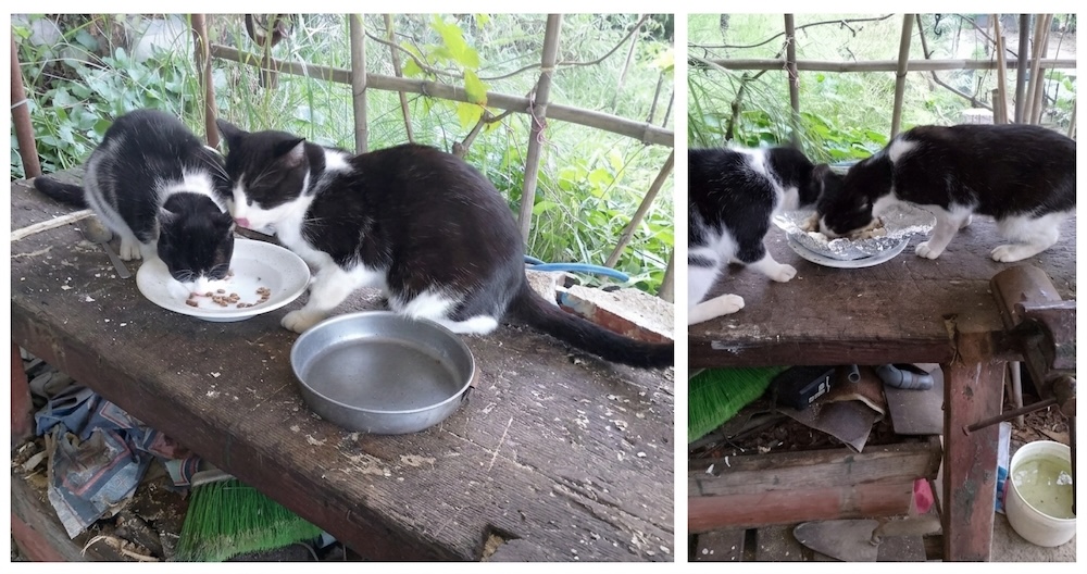 gatti smarriti arenella isola del giglio giglionews