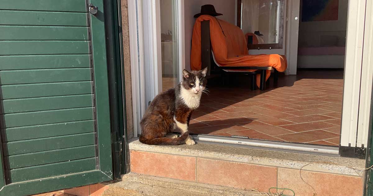 gatti via del castello isola del giglio porto giglionews