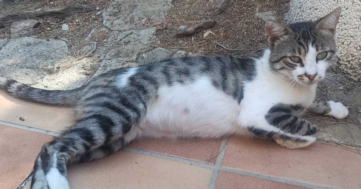 gatto caldane isola del giglio giglionews