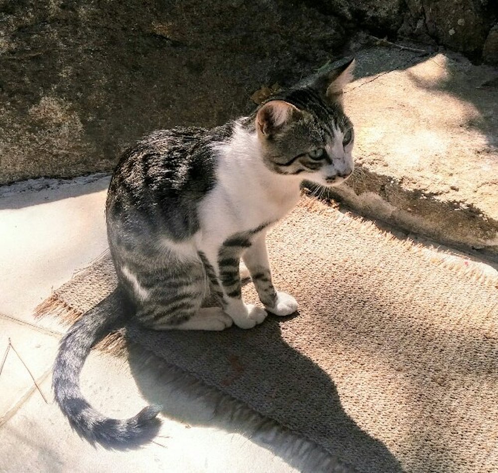 gattino gatto caldane isola del giglio giglionews