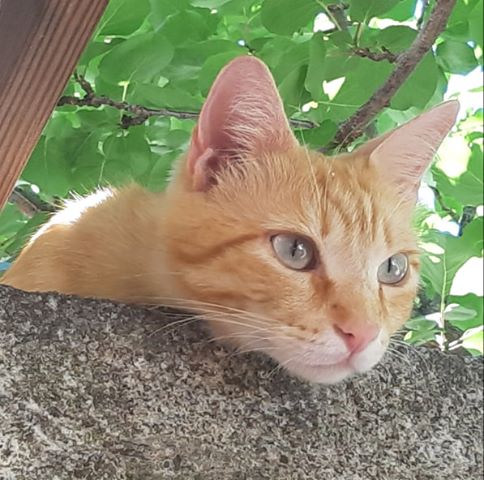 gatto smarrito cannelle isola del giglio giglionews